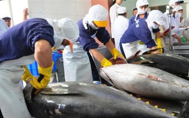 Xuất khẩu cá ngừ đối mặt với nhiều yếu tố bất lợi - Ảnh 1.