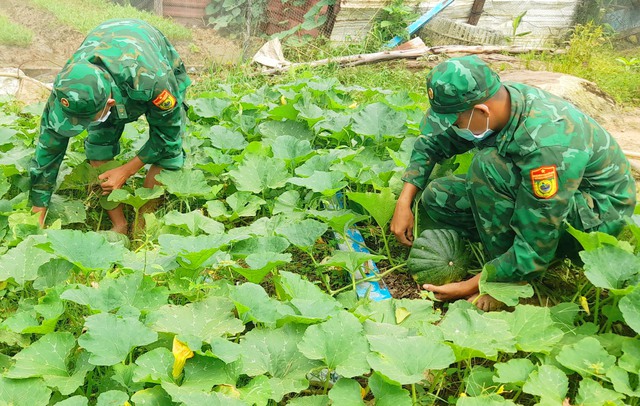 Các cán bộ, chiến sĩ đồn Biên phòng Thổ Châu thu hoạch bí rợ do đơn vị tăng gia sản xuất phục vụ bếp ăn cải thiện bữa ăn cho bộ đội.