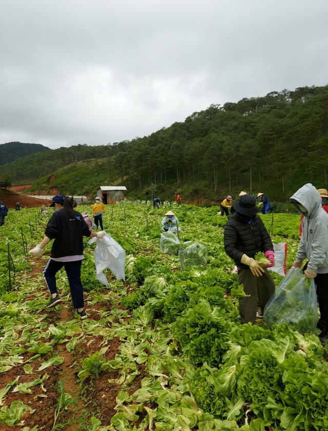 Lâm Đồng: Hơn 6.000 tấn nông sản đã hỗ trợ cho các tỉnh phía Nam gặp khó khăn vì đại dịch - Ảnh 1.