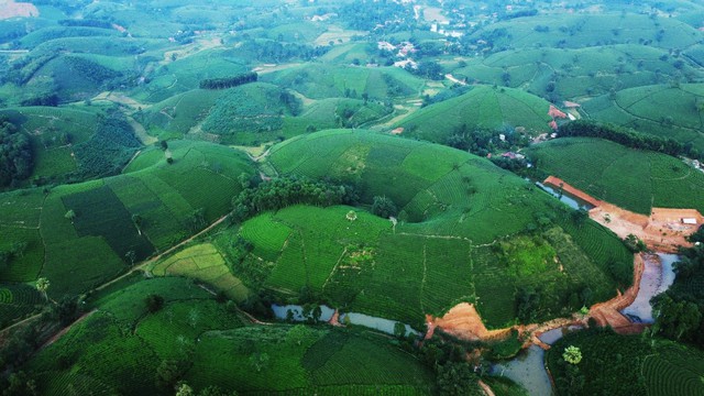 Xã Long Cốc, Tân Sơn phát triển kinh tế nhờ cây chè - Ảnh 4.