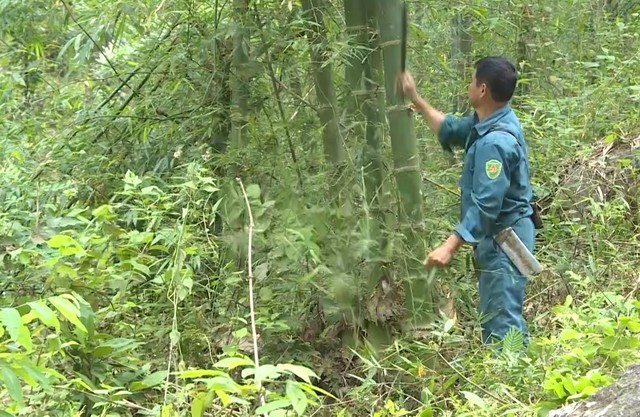 Thanh Hóa có hơn 21 nghìn ha rừng được cấp chứng chỉ FSC - Ảnh 1.