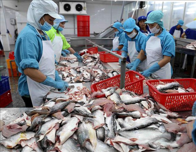  Trung Quốc là thị trường số 1 của xuất khẩu cá tra Việt Nam - Ảnh 1.