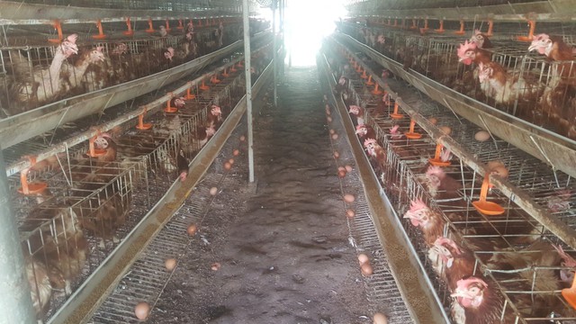 Hộ nuôi gà đẻ trứng của bà Nguyễn Thị Hằng (xã Nhơn Mỹ, huyện Chợ Mới).