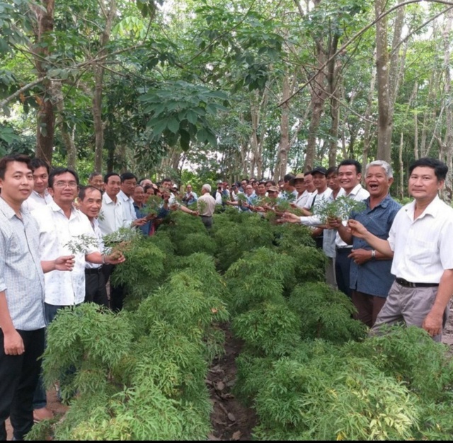 Trà sâm đinh lăng Thiên Đường – “nhân sâm” của người Việt - Ảnh 3.