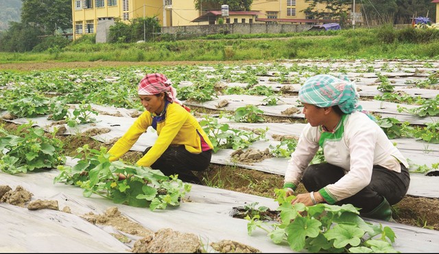 Lào Cai: Chủ động trong công tác giảm nghèo bền vững - Ảnh 2.