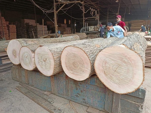 Nguồn cung thiếu hụt trên toàn cầu đã đẩy giá gỗ nguyên liệu nhập khẩu lên cao nhất từ trước đến nay. Ảnh: Thanh Niên