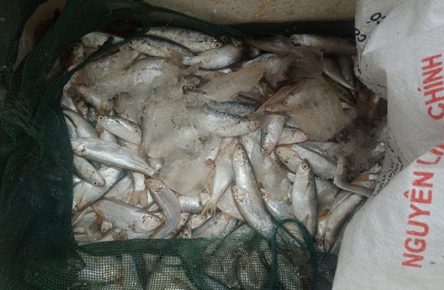 Thái Bình: Người dân  gian nan con đường tìm thức ăn nuôi cá - Ảnh 2.
