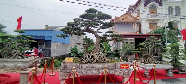 Thái Bình: Tổ chức triển lãm cây cảnh trên quy mô lớn - Ảnh 5.