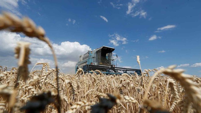 Một cánh đồng lúa mì gần Kyiv. Ukraine và Nga đều là những nhà sản xuất ngũ cốc và dầu thực vật lớn. Ảnh: Reuters.
