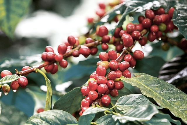 Thị trường nông sản ngày 12/5: Cà phê tăng mạnh, tiêu đồng loạt giảm 1.000 đồng/kg - Ảnh 2.