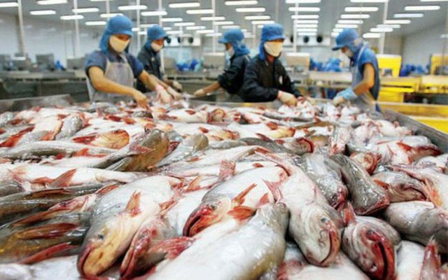 Giá cá tra xuất khẩu qua Mỹ đạt mức cao kỷ lục 4,5 USD/kg - Ảnh 1.