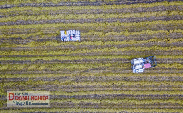 Nông dân huyện Châu Thành A thu hoạch lúa.
