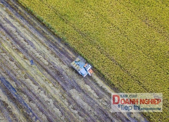 Những ngày đầu tháng 6, nông dân huyện Châu Thành A, tỉnh Hậu Giang bắt đầu thu hoạch lúa chín. Hiện lúa thu hoạch đến đâu đều được thương lái tìm đến thu mua hết tại ruộng.