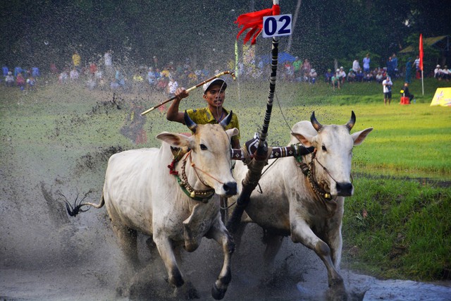 Lễ hội đua bò Bảy Núi nhân dịp Lễ Sene Dolta của đồng bào dân tộc Khmer Nam Bộ thu hút rất đông du khách trong và ngoài tỉnh, các tỉnh của nước bạn Campuchia đến xem và cổ vũ.