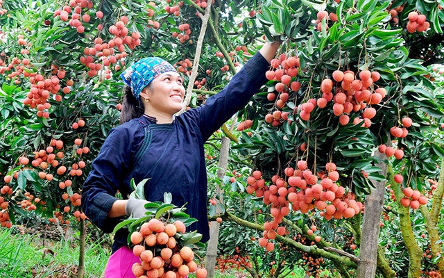 Bắc Giang được cấp hai mã vùng trồng vải thiều xuất khẩu sang Thái Lan  - Ảnh 1.