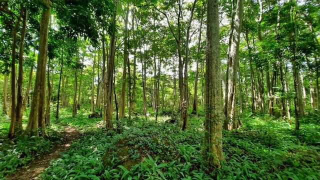 Vườn Quốc gia Chư Mom Ray: Công tác quản lý, bảo vệ rừng và PCCC đạt nhiều kết quả tích cực - Ảnh 2.