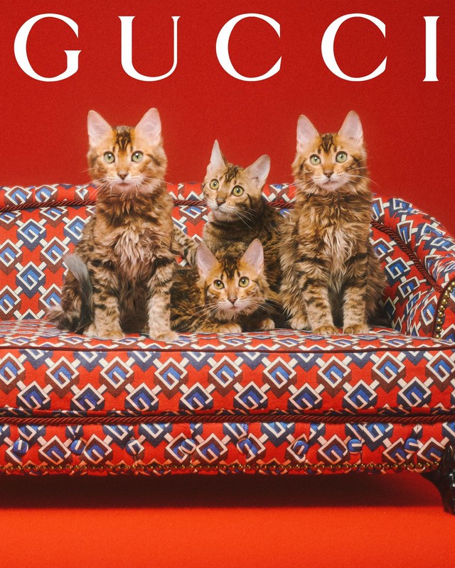 Gucci lần đầu ra mắt đồ xa xỉ dành cho thú cưng - Ảnh 2.