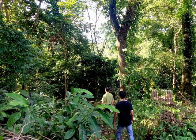 Hạt Kiểm lâm huyện Ngân Sơn: Phát huy vai trò nòng cốt trong công tác quản lý, bảo vệ rừng - Ảnh 2.