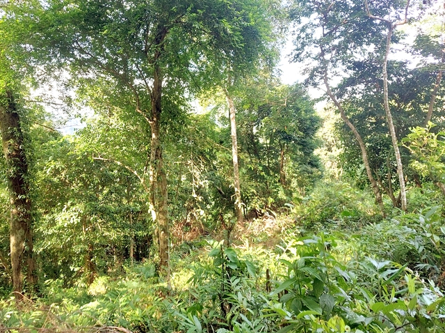 Hạt Kiểm lâm huyện Ngân Sơn: Phát huy vai trò nòng cốt trong công tác quản lý, bảo vệ rừng - Ảnh 4.