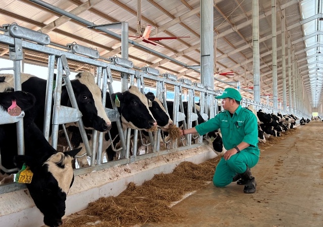 Vinamilk nhập 1000 bò sữa HF từ Mỹ về tổ hợp trang trại tại Lào - Ảnh 5.