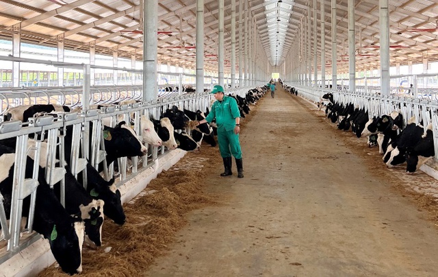 Vinamilk nhập 1000 bò sữa HF từ Mỹ về tổ hợp trang trại tại Lào - Ảnh 6.