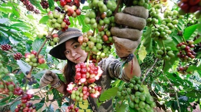 Thị trường nông sản 18/7: Cà phê tiếp tục giảm, giá tiêu dưới 70.000 đồng/kg - Ảnh 1.