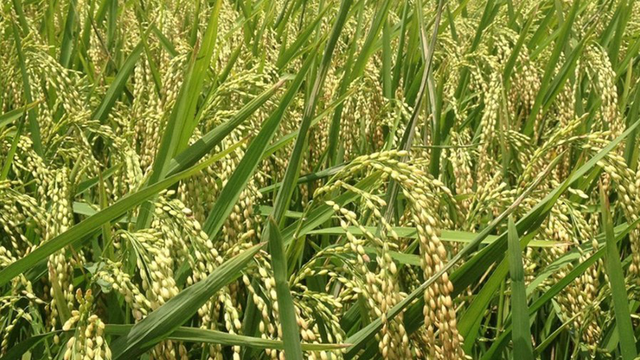 Giá lúa gạo tăng với mặt hàng lúa nếp. Ảnh: THSP