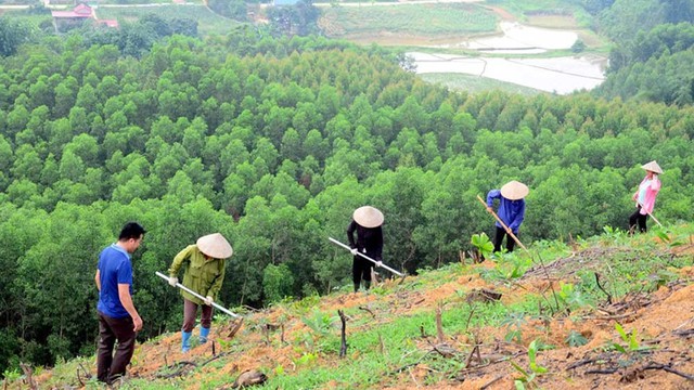 Bắc Giang: Diện tích rừng trồng, sản lượng cây giống lâm nghiệp vượt kế hoạch năm - Ảnh 1.
