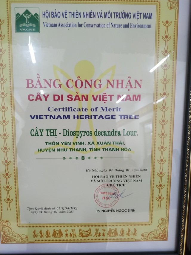 Thanh Hóa: Cây thị cổ thụ hơn 300 tuổi được công nhận là Cây di sản Việt Nam - Ảnh 3.