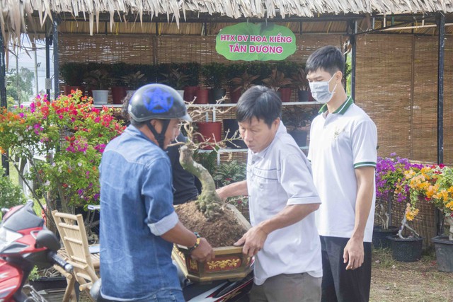 Lễ hội Quýt hồng huyện Lai Vung lần thứ I năm 2023 được diễn ra gần Tết Nguyên đán nên không thể thiếu những chậu mai kiểng để trưng bày trong nhà…