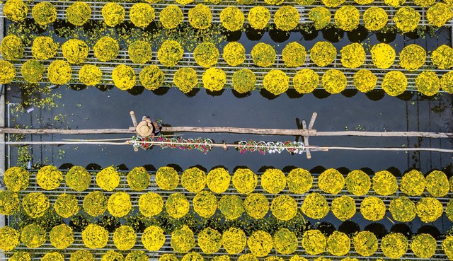 Làng hoa Sa Đéc có khu vực sản xuất tập trung lớn nhất vùng châu thổ sông Cửu Long, hoa kiểng Sa Đéc có quanh năm.