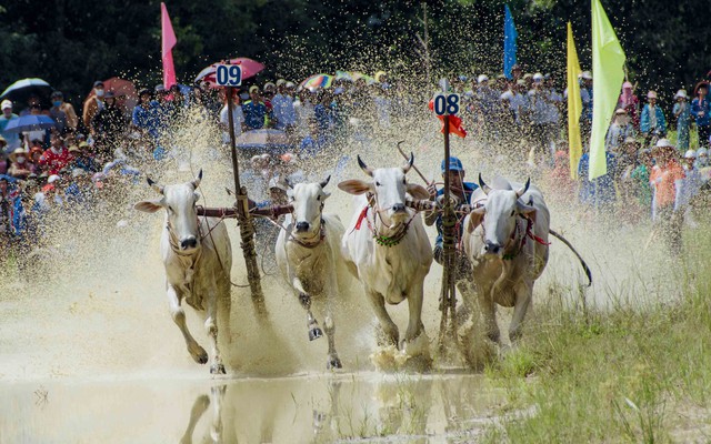 Ấn tượng hội đua bò Bảy Núi An Giang lần thứ 28 - Ảnh 1.