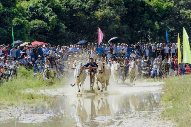 Ấn tượng hội đua bò Bảy Núi An Giang lần thứ 28 - Ảnh 3.
