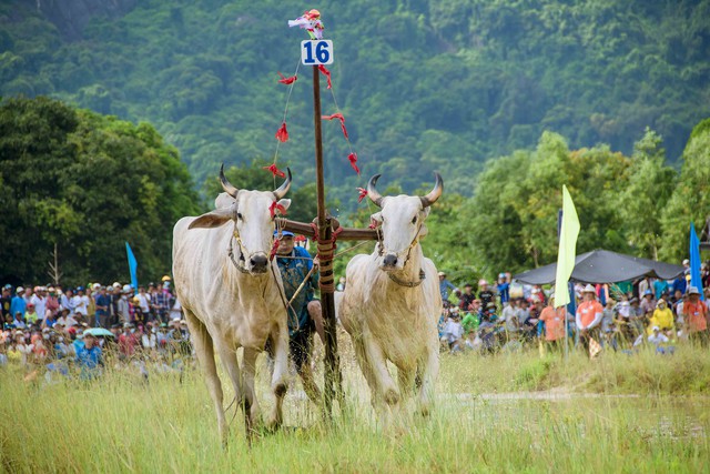 Ấn tượng hội đua bò Bảy Núi An Giang lần thứ 28 - Ảnh 9.