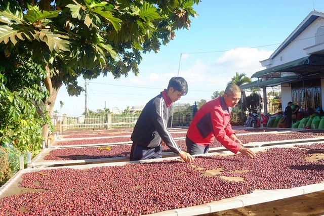 Xuất khẩu cà phê Việt Nam giảm mạnh về lượng và trị giá trong tháng 9 - Ảnh 1.