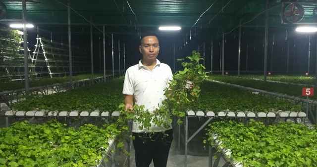 Thái Bình: Độc đáo mô hình trồng rau má thủy canh mang lại hiệu quả kinh tế cao- Ảnh 1.
