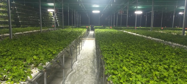 Thái Bình: Độc đáo mô hình trồng rau má thủy canh mang lại hiệu quả kinh tế cao- Ảnh 4.