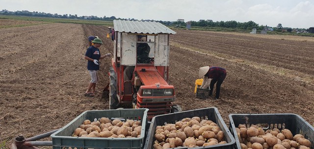 Thái Bình: Tích tụ ruộng hoang, đưa máy móc vào trồng khoai tây với quy mô lớn - Ảnh 1.