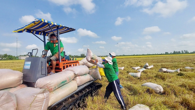 Xuất khẩu gạo Việt Nam thu về 4,41 tỷ USD- Ảnh 1.