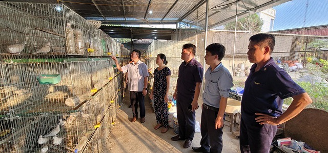 Bắc Giang: Làm giàu bền vững nhờ mô hình nuôi chim cu gáy- Ảnh 1.