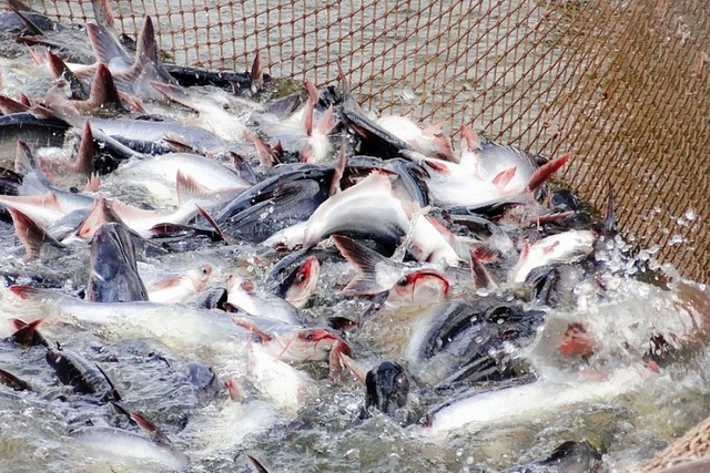 Xuất khẩu cá tra Việt Nam cả năm ước đạt 1,8 tỷ USD- Ảnh 1.