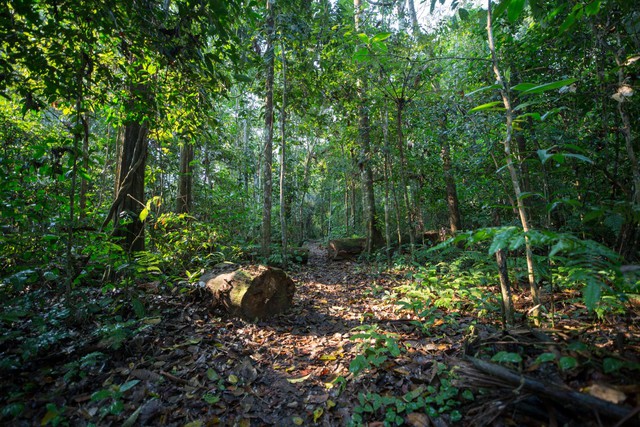 Bán tín chỉ carbon rừng, Việt Nam thu hơn 41 triệu USD đầu tiên- Ảnh 1.