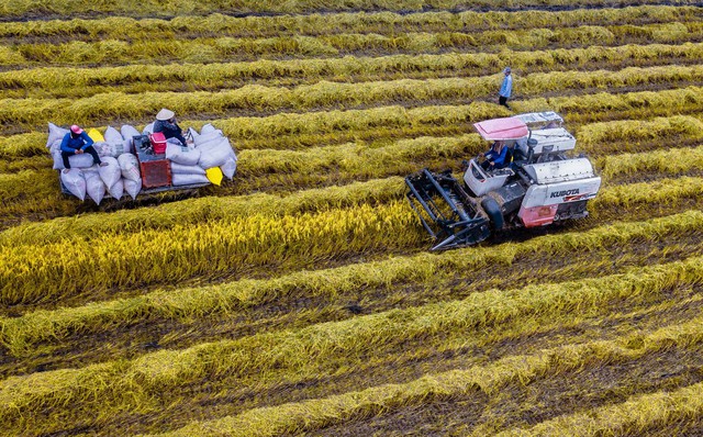 Festival Quốc tế ngành hàng lúa gạo Việt Nam - Hậu Giang 2023 mở ra cơ hội cho thương mại lúa gạo quốc gia.