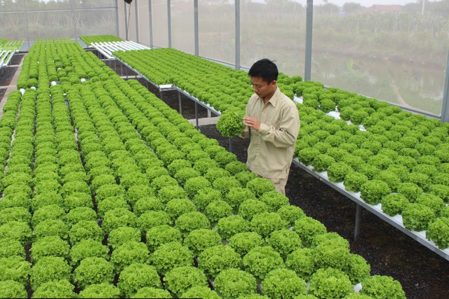 Hà Nội: Sản xuất nông nghiệp xanh sẽ trở thành mũi nhọn - Ảnh 1.