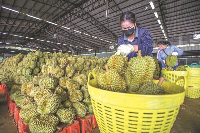 Trái sầu riêng của Việt Nam đang được kỳ vọng sẽ chiếm thị phần lớn tại thị trường Trung Quốc trước đối thủ lớn nhất là sầu riêng Thái Lan. Ảnh: Vnbusiness