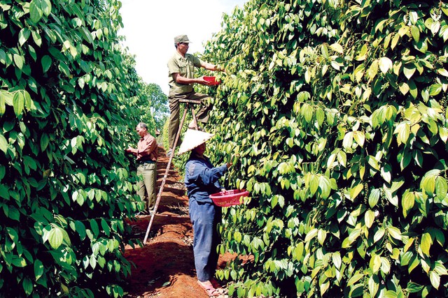 Thị trường nông sản ngày 23/2: Giá cà phê trong nước tăng mạnh 1.000 đồng/kg - Ảnh 2.