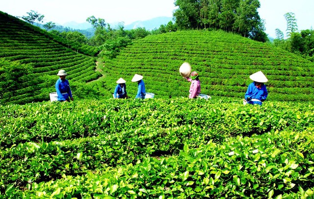 Cần nâng cao chất lượng sản phẩm chè để nâng cao giá trị và thương hiệu trà Thái Nguyên - Ảnh 3.