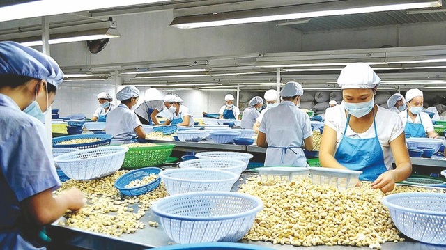 Việc điều chỉnh lại kế hoạch nhập khẩu nguyên liệu, sản xuất và xuất khẩu sẽ giúp các doanh nghiệp điều Việt Nam thay đổi được vị thế trên thị trường. Ảnh: Doanh nhân trẻ Việt Nam