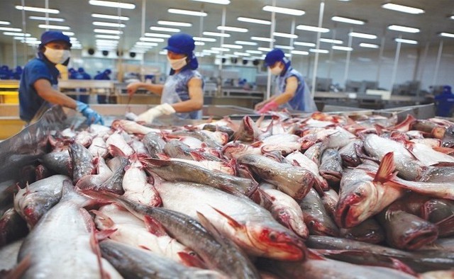 Xuất khẩu cá tra Việt Nam kỳ vọng phục hồi nhờ thị trường Mỹ và Trung Quốc - Ảnh 1.