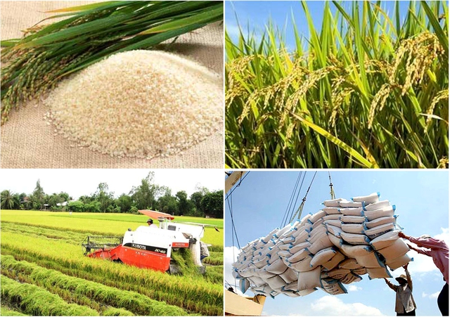 Xuất khẩu gạo tháng đầu năm đạt 203 triệu USD - Ảnh 1.